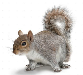 South-Carolina Squirrel Removal
