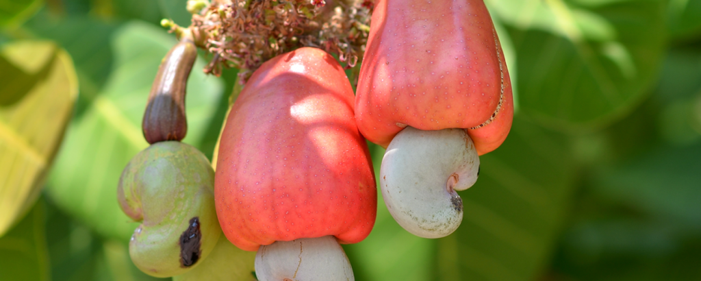 cashew nuts